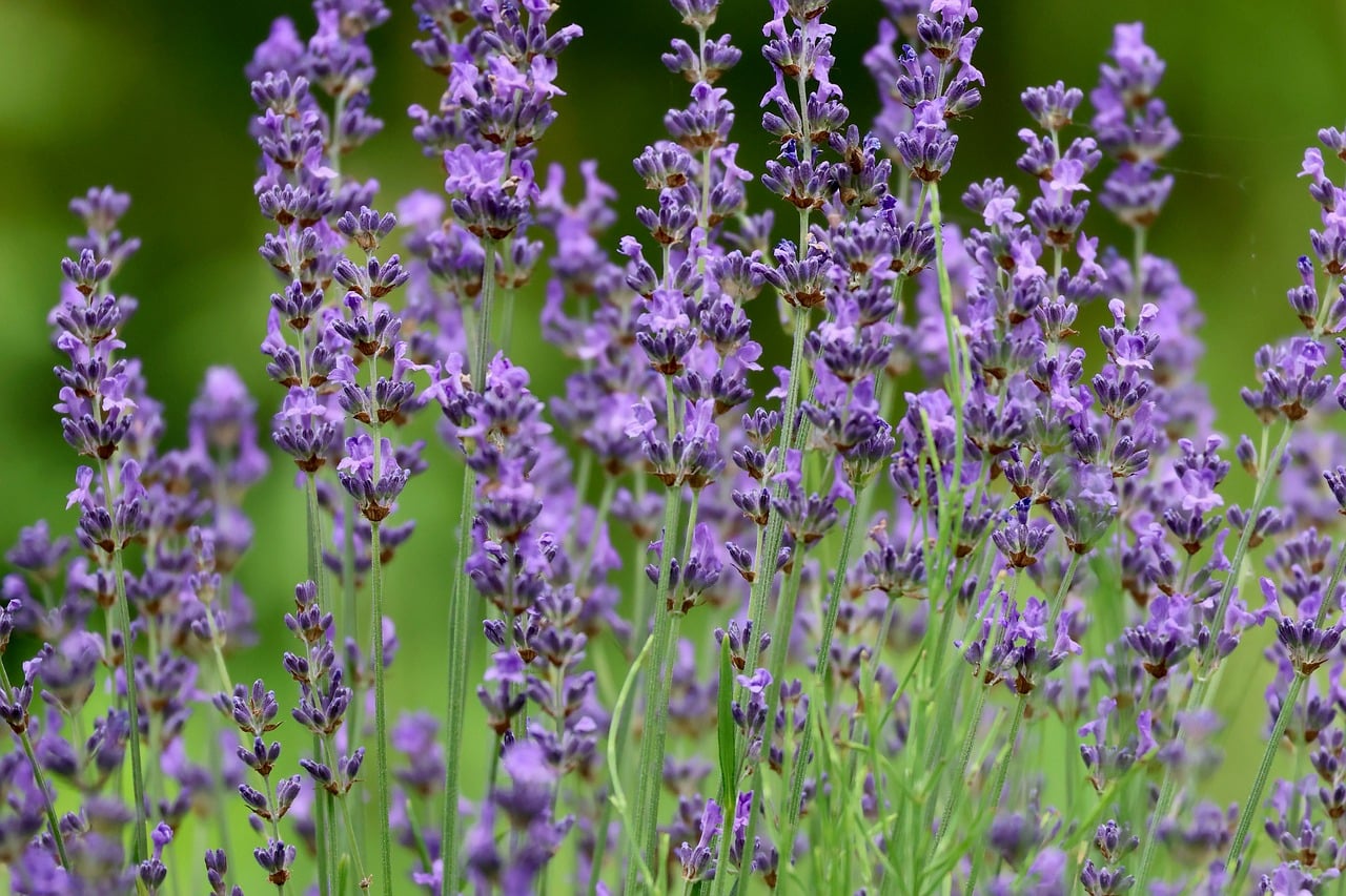 A Signature Sweet Fennel and Lavender Evening Blend