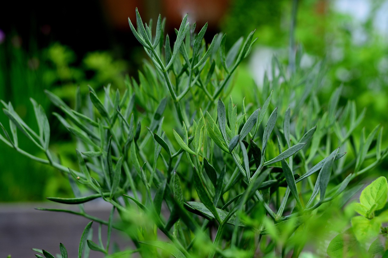 DIY Fennel Body Oil: A Silky After-Bath Blend