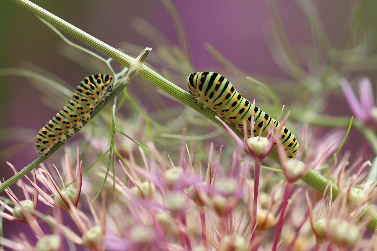 Fennel Diffuser Blends: 10 Sweet Herbaceous Recipes