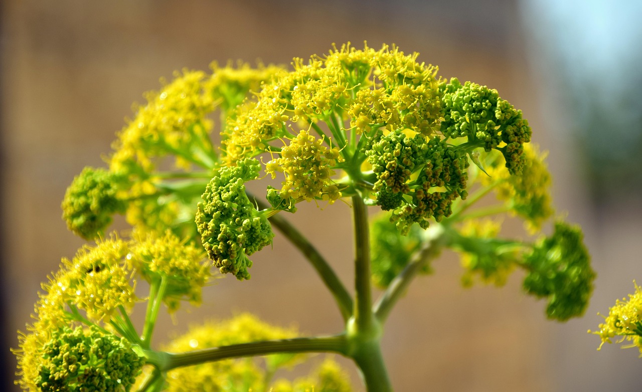 Fennel Essential Oil vs Fennel Fragrance Oil: The Honest Difference